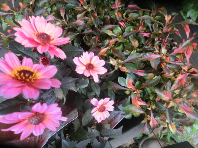 土もの_c0102228_211958100.jpg