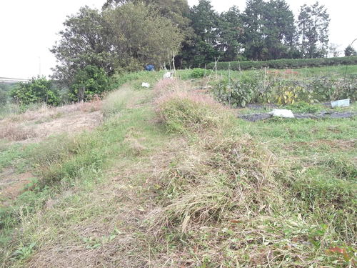 球根野菜が発芽しています。_b0137932_937289.jpg