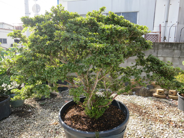 キリシマツツジ ムラサキ 紫霧島ツツジ 希少 貴重 特別販売 販売 価格 値段 画像 写真 庭木 安行 植木 田中園 Shop Tanakaen Jp Web Magazine