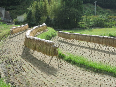 e0020945_8205695.jpg