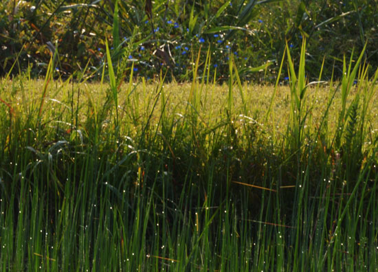 c0093046_178166.jpg