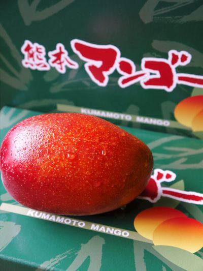 樹上完熟アップルマンゴー 来年も最高のマンゴーを育てるための準備と作業スタート その1_a0254656_1982353.jpg