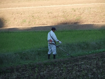イネかり_b0211757_18564698.jpg