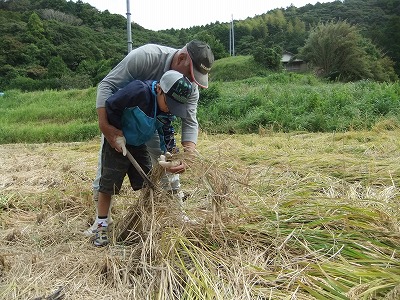 イネかり_b0211757_19105399.jpg