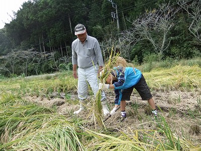 イネかり_b0211757_1916288.jpg