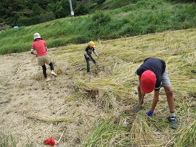 イネかり_b0211757_19173550.jpg
