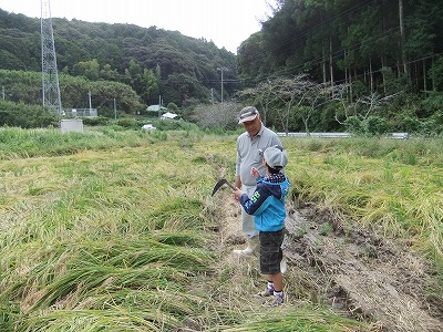 イネかり_b0211757_19191139.jpg