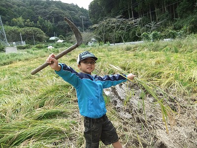 イネかり_b0211757_19194954.jpg