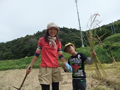 イネかり_b0211757_19204351.jpg