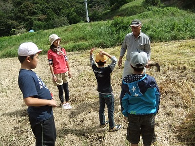 イネかり_b0211757_1921415.jpg