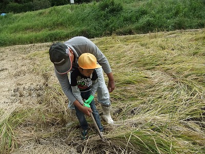 イネかり_b0211757_1955953.jpg