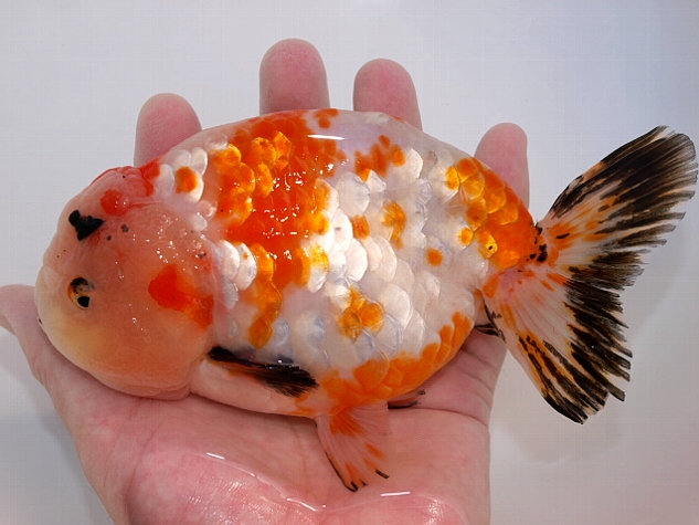 金魚 新入荷 大森町水族館