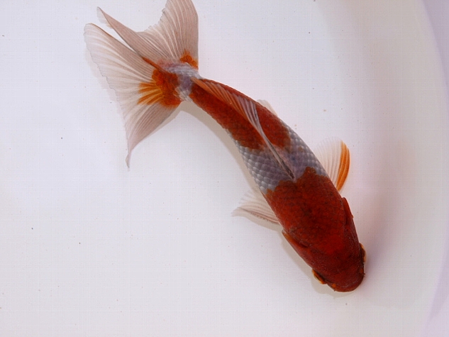 金魚 新入荷 大森町水族館