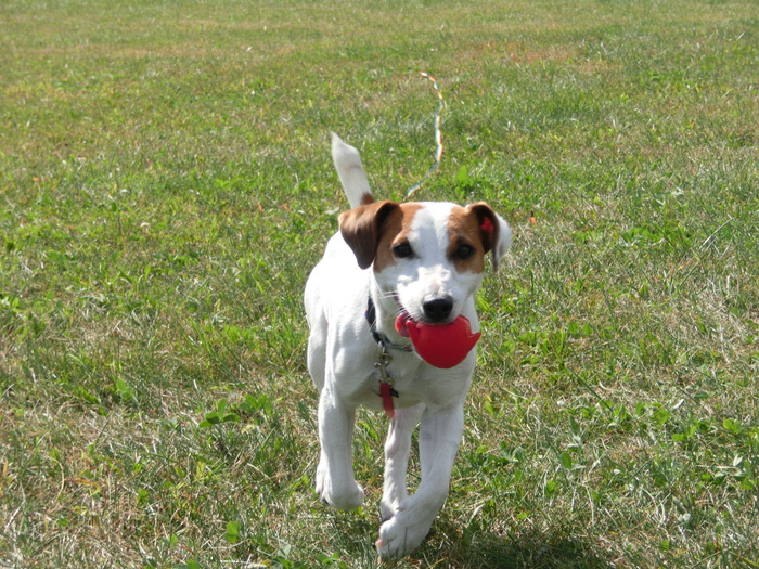 太る犬。痩せる犬。_c0140260_17585197.jpg