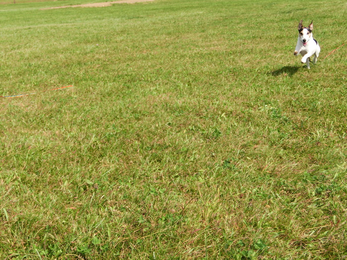 太る犬。痩せる犬。_c0140260_1864379.jpg