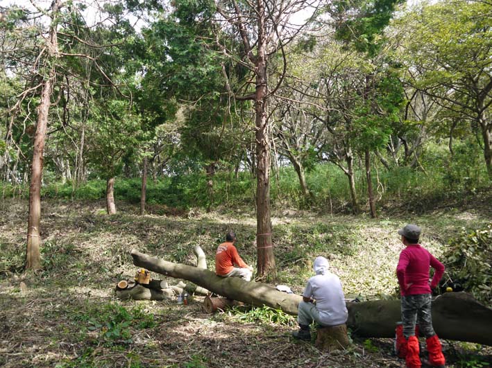 裂けたエノキは座り心地満点の椅子9・30六国見山臨時手入れ_c0014967_20173412.jpg