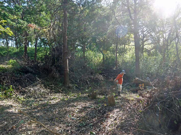裂けたエノキは座り心地満点の椅子9・30六国見山臨時手入れ_c0014967_20182968.jpg