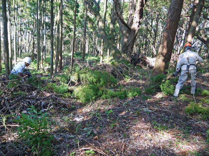 裂けたエノキは座り心地満点の椅子9・30六国見山臨時手入れ_c0014967_20195543.jpg