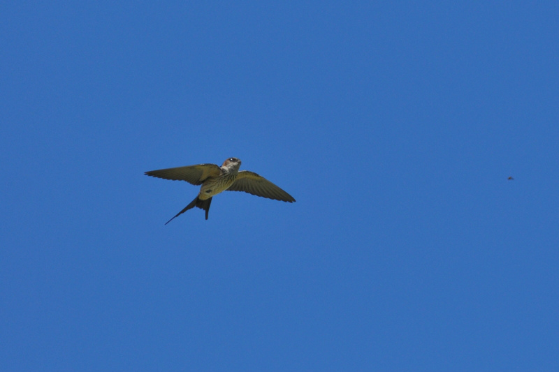 コシアカツバメ_f0053272_1414421.jpg