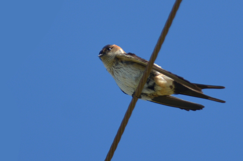 コシアカツバメ_f0053272_144144.jpg