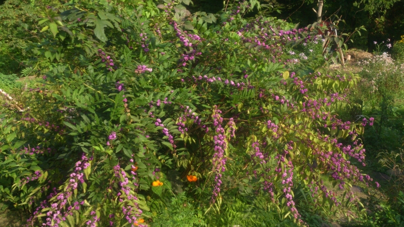 秋の花_d0182179_18501728.jpg