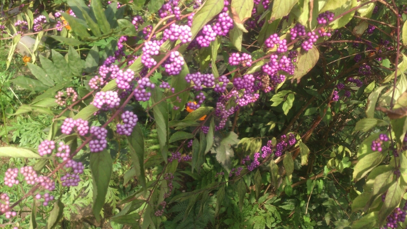 秋の花_d0182179_18505135.jpg