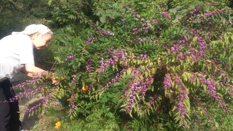 秋の花_d0182179_18525949.jpg