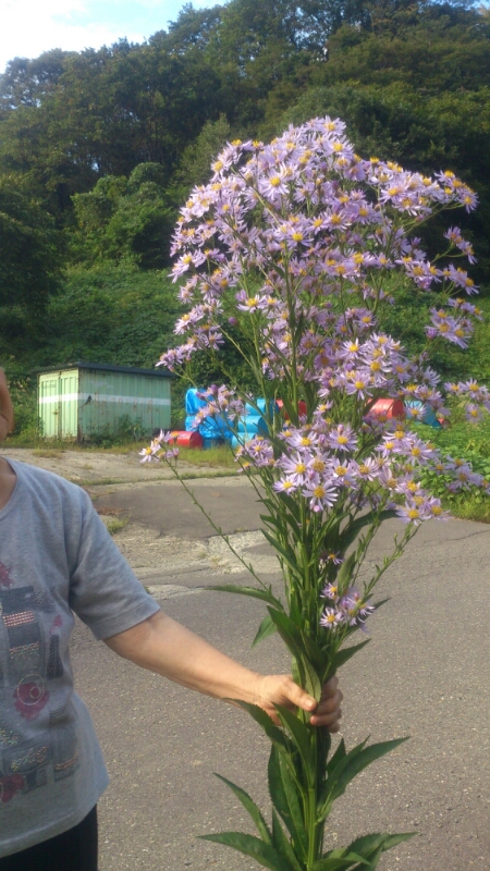 秋の花_d0182179_1855884.jpg