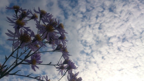 秋の花_d0182179_1918298.jpg