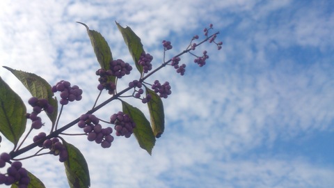 秋の花_d0182179_19203785.jpg