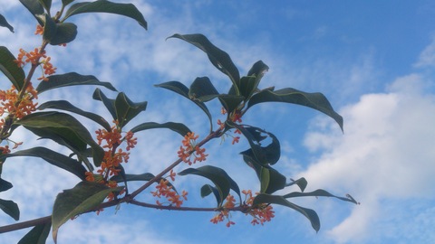 秋の花_d0182179_1921974.jpg