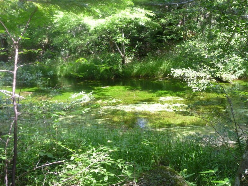 穂高連邦と梓川の雄大さと、森の静寂が相互に強調・上高地－信州高原サイクリング・高山・乗鞍編⑨_e0138081_7303217.jpg