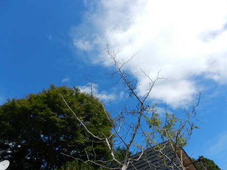 2013年9月30日 いやなんだよなあ_b0098584_22122375.jpg