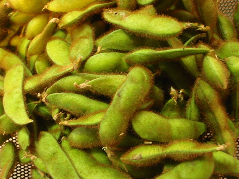 a0007388_10629.jpg