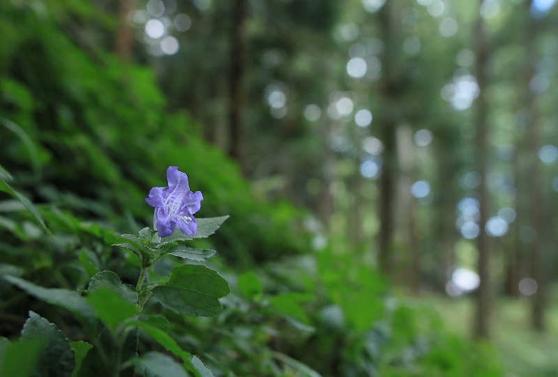 ユキミバナ (雪見花)_f0000789_8305290.jpg