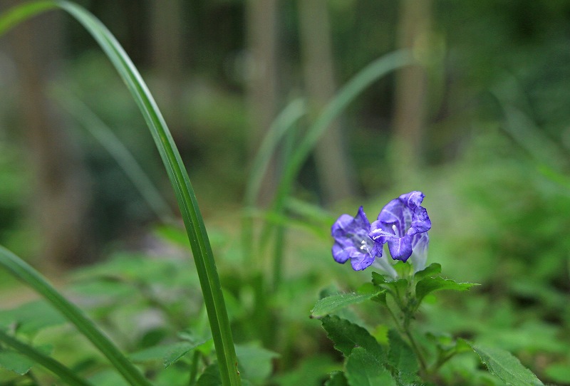 ユキミバナ (雪見花)_f0000789_831727.jpg