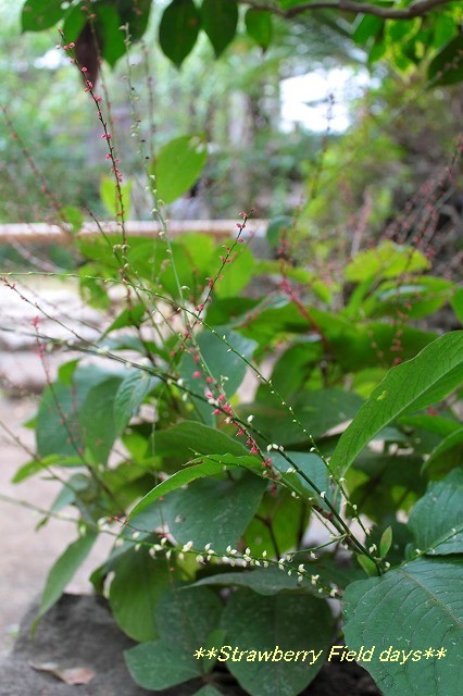 c0087094_17392068.jpg