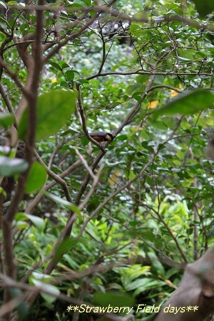 c0087094_17415845.jpg