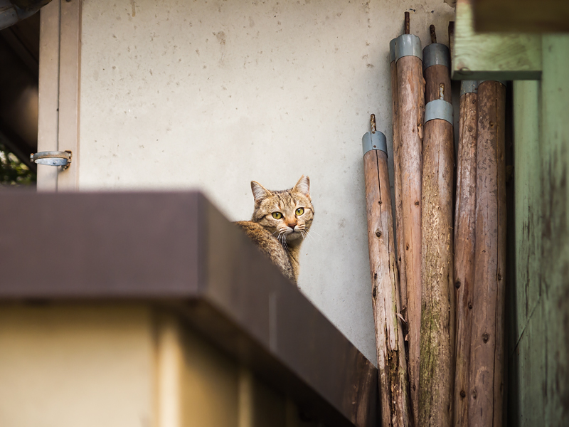 広島の猫#1506_c0191394_004651.jpg