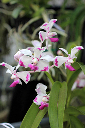 Vanda.luzonica \"OHYAMAZAKI\"_d0007501_827246.jpg