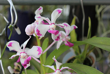 Vanda.luzonica \"OHYAMAZAKI\"_d0007501_8281773.jpg