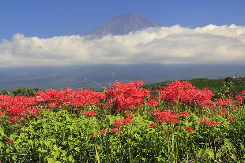 柚野の彼岸花_a0188405_944992.jpg