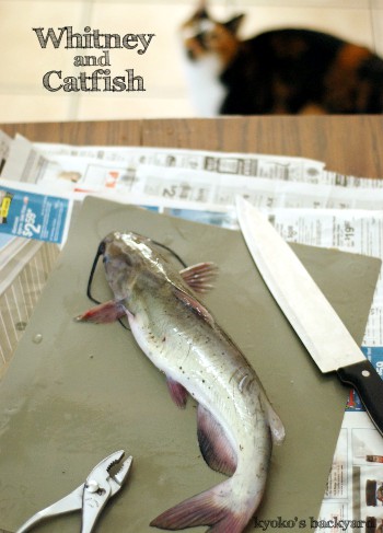 凝視する猫と、釣りの成果_b0253205_151596.jpg