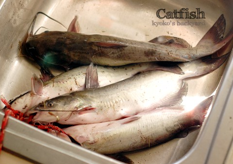 凝視する猫と、釣りの成果_b0253205_15524.jpg