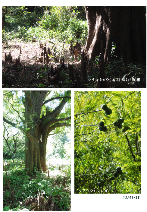 もう10月・・・_c0051105_23144027.gif