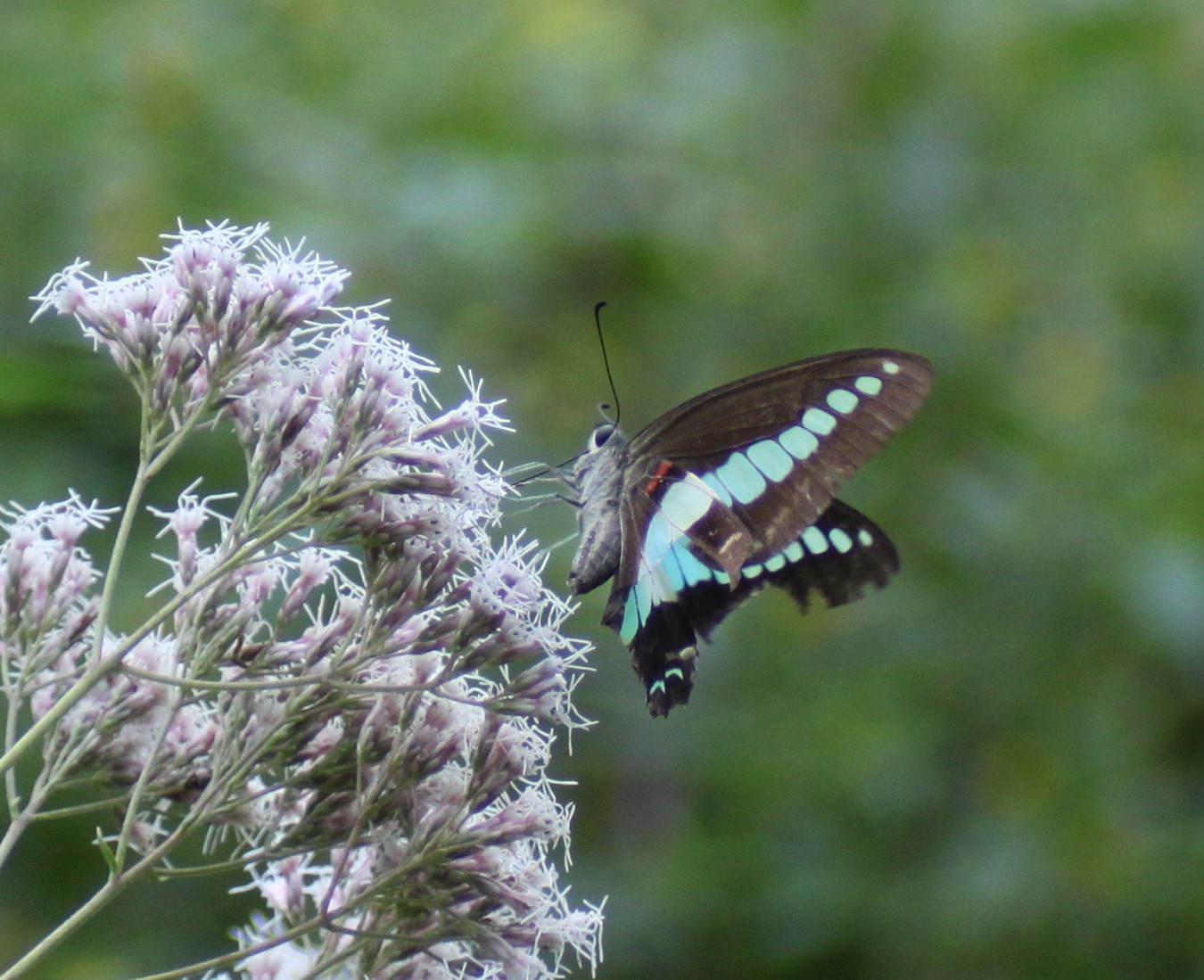 埼玉 中部   　　　　　　　　アオスジアゲハ2013/09/28④_d0251807_18392851.jpg