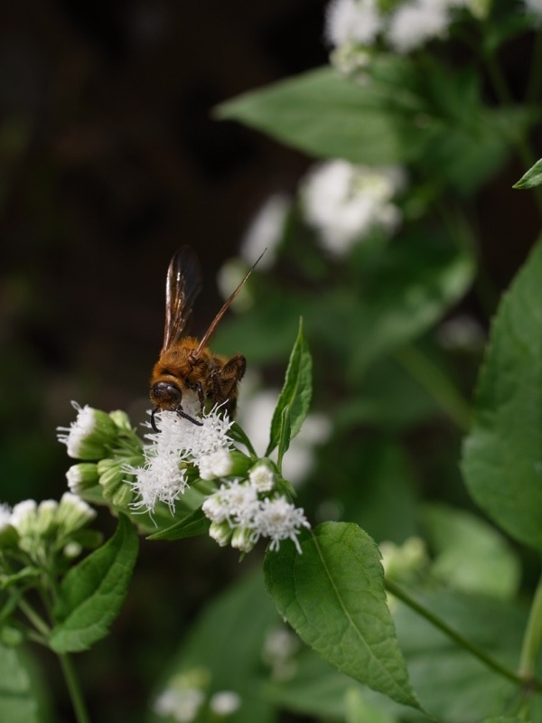 マルバフジバカマにくる虫達_e0276411_12132211.jpg