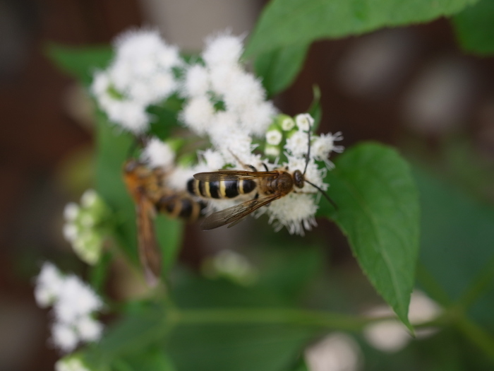 マルバフジバカマにくる虫達_e0276411_1213924.jpg