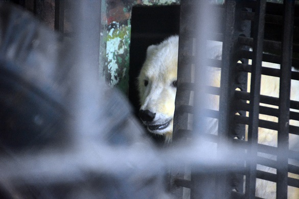 ペルミ動物園で保護されている野生孤児セリクの素顔　～　まだ順応できない環境の激変_a0151913_641384.jpg