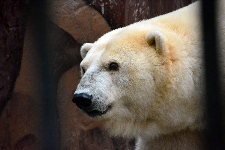 アンデルマ、その至高のホッキョクグマの色褪せることなき永遠の伝説_a0151913_7375888.jpg